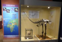 Dinosaur Display Haslemere Museum