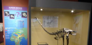 Dinosaur Display Haslemere Museum