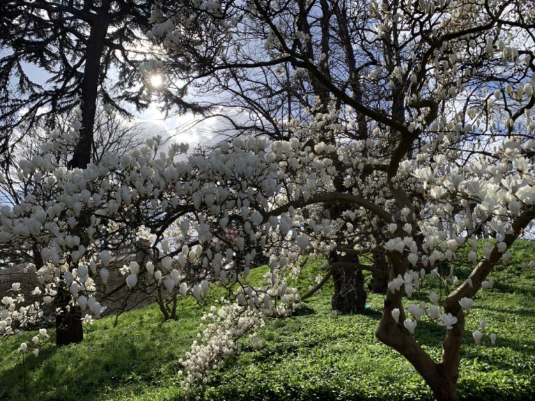 March’s Marvellous Magnolias