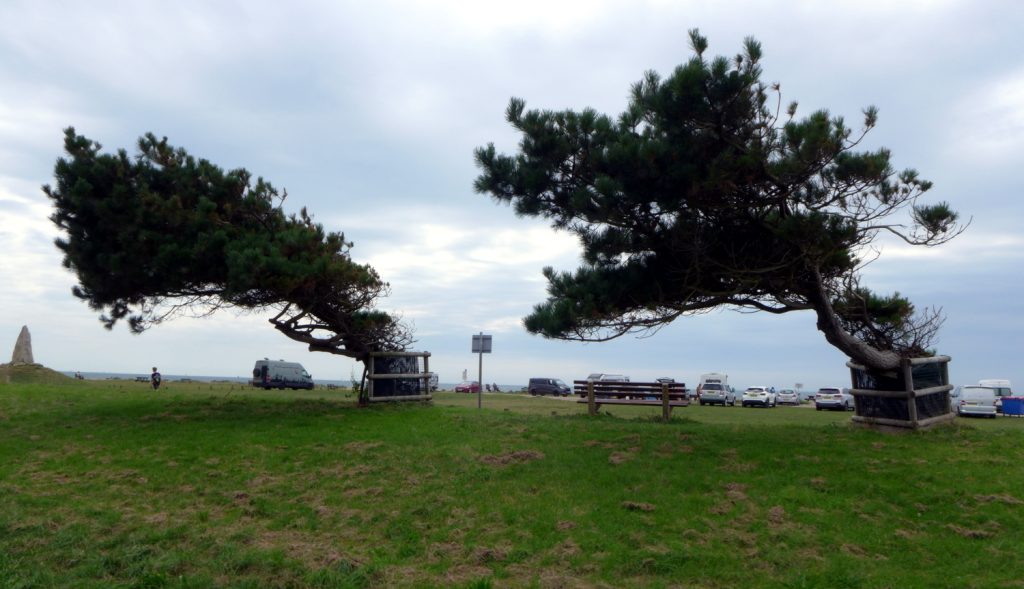 C.O.P.P. Memorial and windswept trees, Hayling Island, Hampshire, England. Image by A. Howse